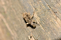 Goniocloeus