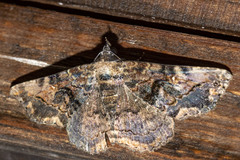 Zaleops umbrina
