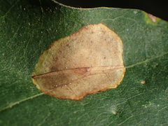 Cameraria bethunella