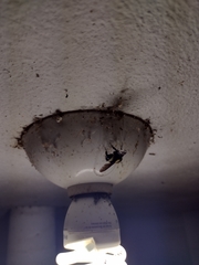 Bombus medius