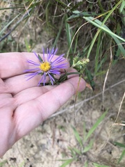 Eurybia spectabilis