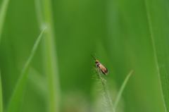 Micropterix calthella