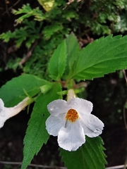 Achimenes occidentalis