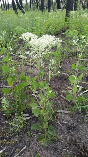 Semaphore thoroughwort (Eupatorium mikanioides)