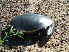 Chelodina rugosa