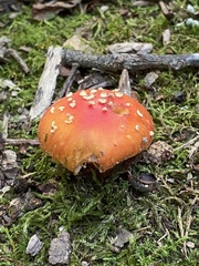 Amanita parcivolvata