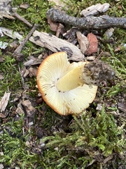 Amanita parcivolvata