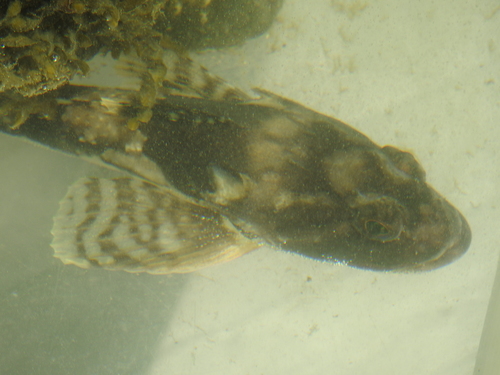 Longhorn Sculpin