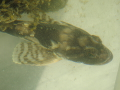 Myoxocephalus octodecemspinosus