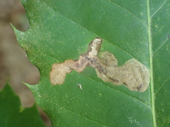 Coptotriche castaneaeella