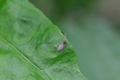 Tachycixius pilosus