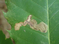 Coptotriche castaneaeella