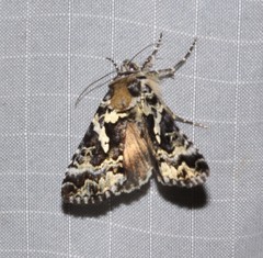 Syngrapha rectangula