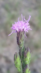 Liatris garberi