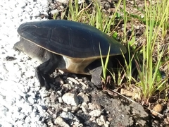 Chelodina rugosa