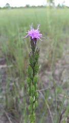 Liatris garberi