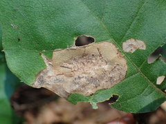 Coptotriche castaneaeella