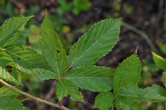 Rubus velox