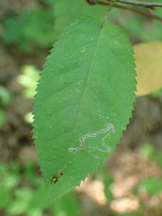 Stigmella amelanchierella