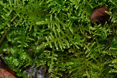 Thuidiopsis