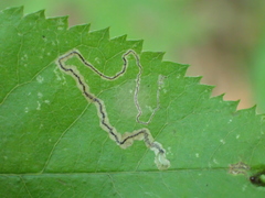 Stigmella amelanchierella