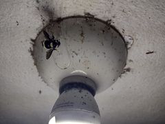 Bombus medius