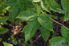 Rubus velox