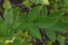 Rubus velox