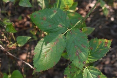 Rubus velox