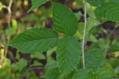 Rubus velox