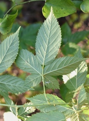 Rubus velox