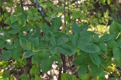Rubus velox