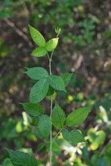 Rubus velox