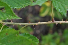 Rubus velox