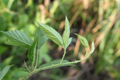 Rubus velox