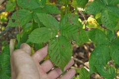 Rubus velox
