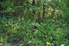 Rubus velox
