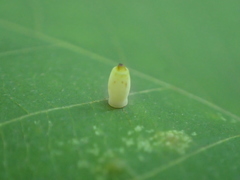 Caryomyia urnula