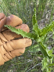 Pedicularis lanceolata