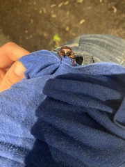Lucanus capreolus