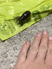 Lucanus capreolus
