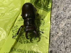 Lucanus capreolus