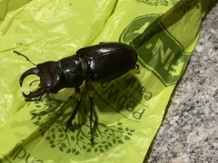Lucanus capreolus