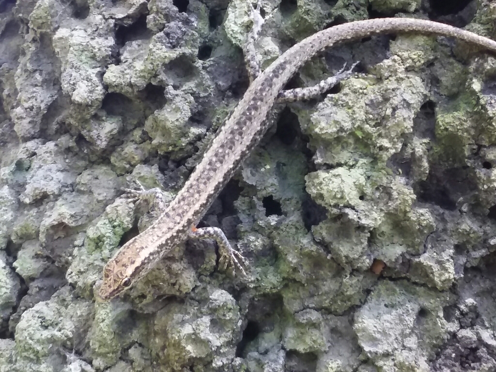 Metallic Snake-Eyed Skink