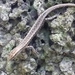 Metallic Snake-eyed Skink - Photo (c) Colin Trainor, some rights reserved (CC BY-NC), uploaded by Colin Trainor