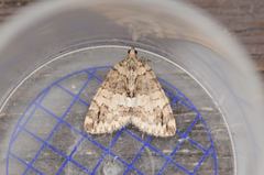 Hydriomena impluviata