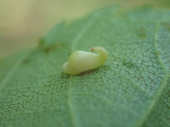 Caryomyia recurvata