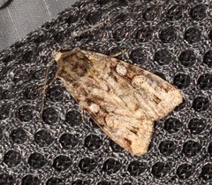 Anaplectoides pressus