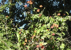 Pseudogynoxys benthamii