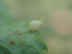 Caryomyia recurvata